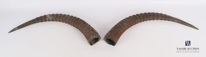 Paire de cornes d'antilope rouanne (Hippotragus...