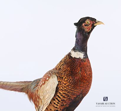 Faisan de Colchide mâle (Phasianus colchidus,...