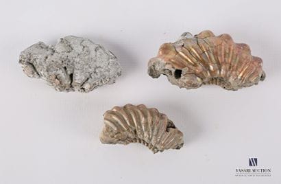 Ensemble de trois fossiles (Hoplites et Beudanticeras)

Long....