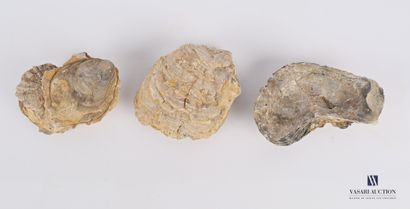 Ensemble de trois huîtres fossilisées 

Long....
