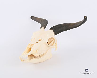 Crâne complet de bouc (Capra aegagrus hircus,...