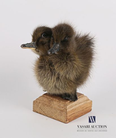 Caneton bicéphale (Anas platyrhynchos domesticus,...