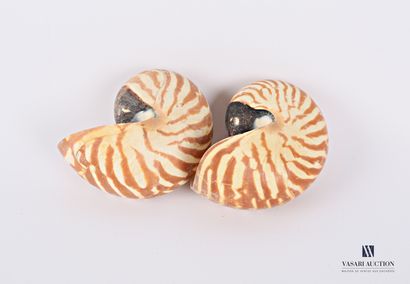 
Ensemble de deux nautiles ( Nautilus sp.,...