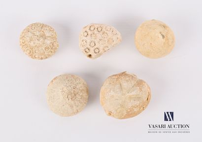 Ensemble de cinq oursins fossilisés.

Diam....