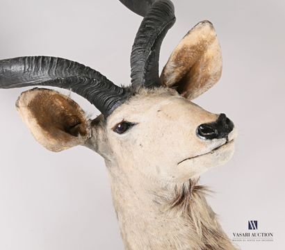 Tête en cape de grand koudou (Tragelaphus...