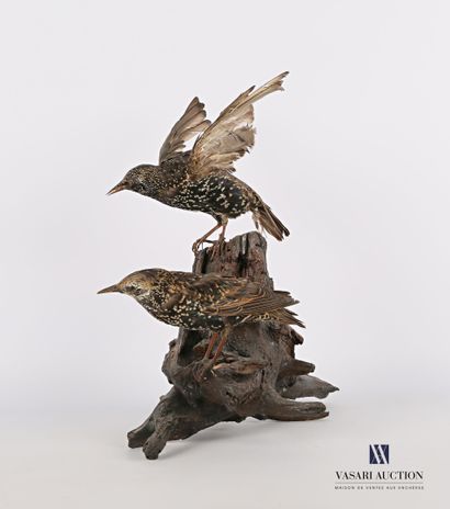 
Couple d'étourneaux sansonnet (Sturnus vulgaris,...