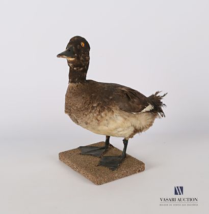 
Canard (Anas pré règlementation) sur socle.




(usures)




Haut....