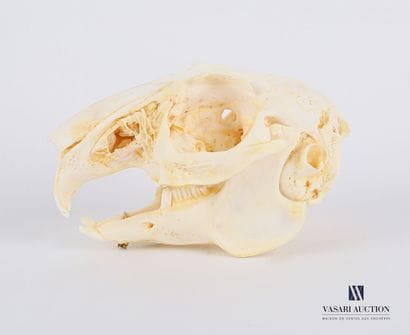 Crâne complet de lapin (Oryctolagus cuniculus,...