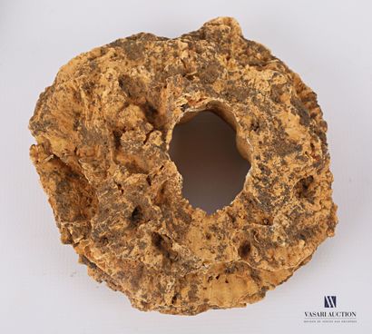 Ensemble de huit coquillages fossilisés (Alectriomia,...