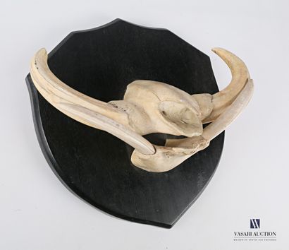 Paire de grès et défenses de phacochère(Phacochoerus...