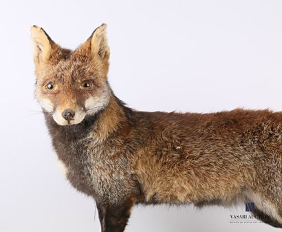 Renard adulte (Vulpes vulpes, non réglementé)...