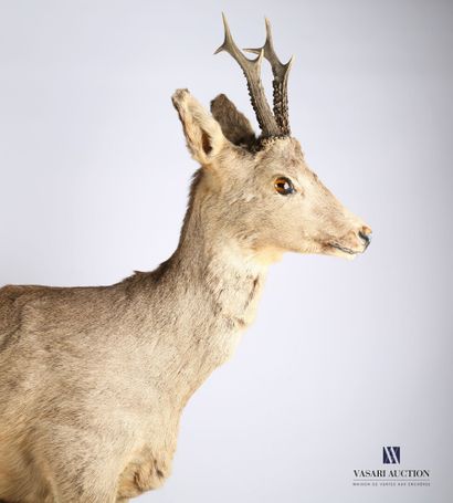 Chevreuil mâle (Capreolus capreolus, non...