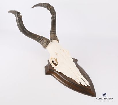 Massacre de bubale roux (Alcelaphus buselaphus,...