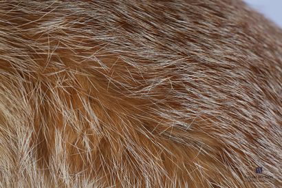 Renard assis (Vulpes vulpes, non réglementé)...