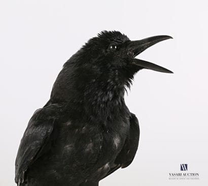 Corneille noire (Corvus corone, non réglementé)...