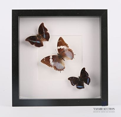 Cadre vitré contenant trois papillons (Charaxes...