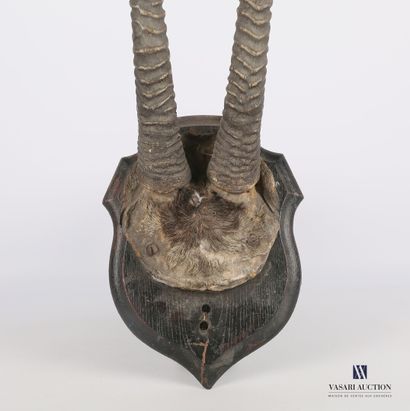 Frontal d'oryx (Oryx gazella, non réglementé)...