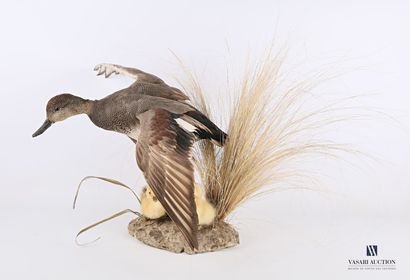
Cane chipeau (Mareca strepera, pré règlementation)...
