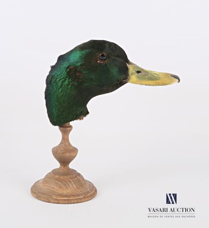 Tête de canard col vert (Anas platyrhynchos...