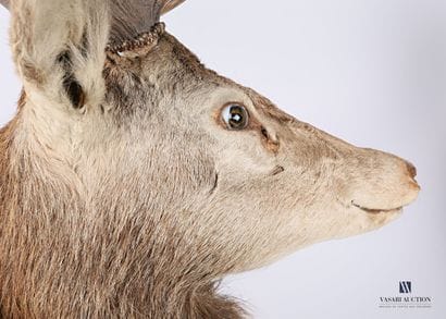 Tête en cape de cerf élaphe (Cervus elaphus,...