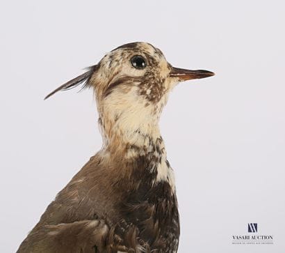 
Vanneau huppé (Vanellus vanellus, pré règlementation)...