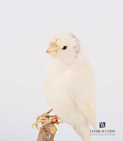 Taxidermie de canari (Serinus Canaria domesticus)...