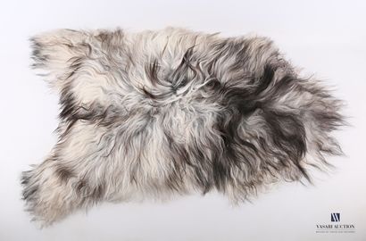 Peau de mouton islandais (Ovis aries, non...
