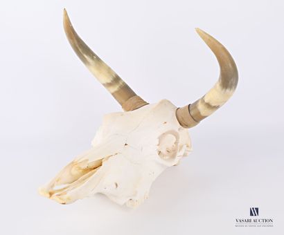 Crâne sans mandibule inférieure de bovidé...