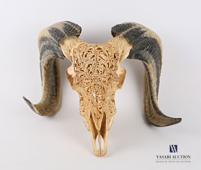 Massacre de bélier (Ovis aries, non réglementé)...