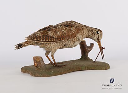 
Bécasse (Scolopax scolopax,pré règlementation)...