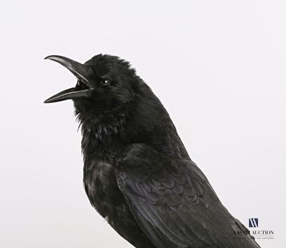 Corneille noire (Corvus corone, non réglementé)...