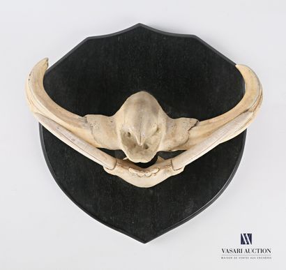 Paire de grès et défenses de phacochère(Phacochoerus...