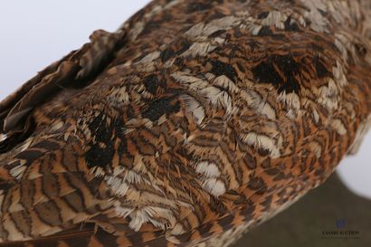 
Bécasse (Scolopax scolopax,pré règlementation)...