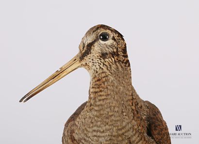 
Bécasse (Scolopax scolopax, pré règlementation)...