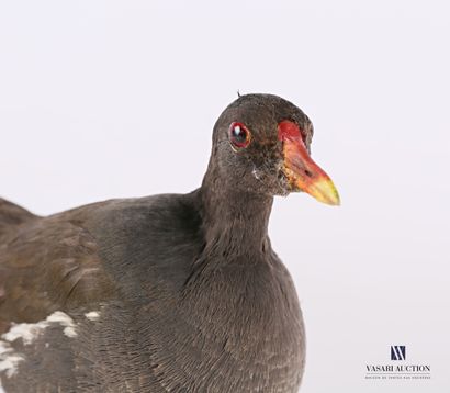 Poule d'eau (Gallinula chloropus, non réglementé)...
