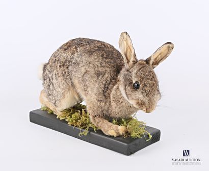 Lapin de garenne (Oryctogalus cuniculus,...