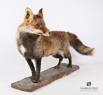 Renard adulte (Vulpes vulpes, non réglementé)...