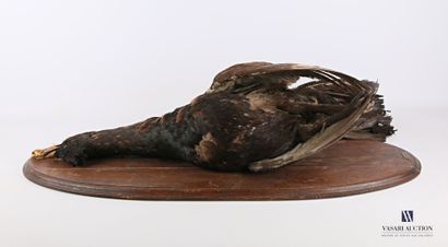 
Grand tétras (Tetrao urogallus, pré règlementation)...
