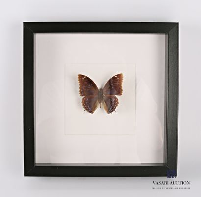 Cadre vitré contenant un papillon (Lepidoptera...