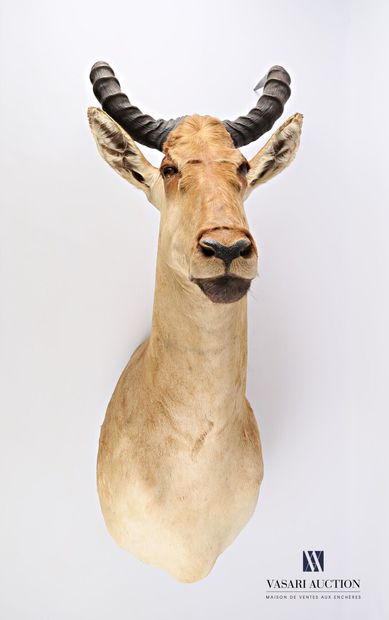 Tête en cape de bubale roux (Alcelaphus buselaphus;...