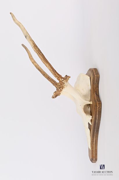 Massacre de daguet atypique (Cervus elaphus,...