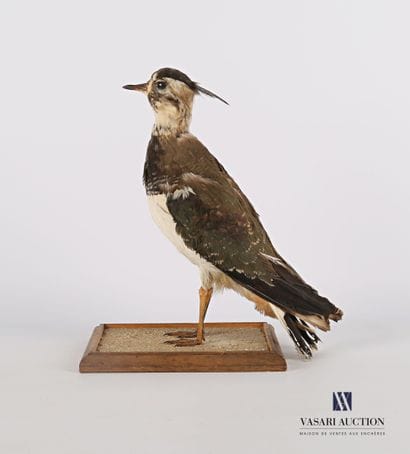 
Vanneau huppé (Vanellus vanellus, pré règlementation)...