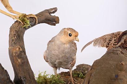 
Diorama composé d'une caille des blés (Coturnix...