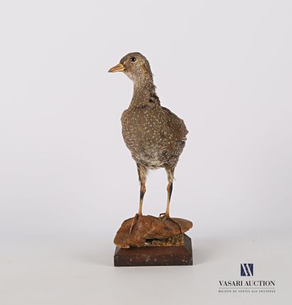 
Poulette de roche (Ptilopasus petrochus,...