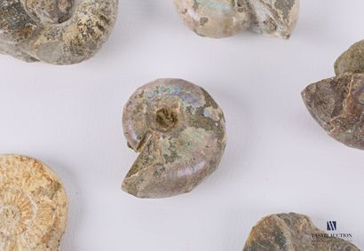 Ensemble de sept ammonites fossilisées.

Long....