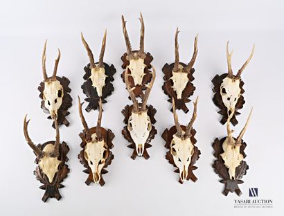 Série de dix massacres de chevreuil (Capreolus,...