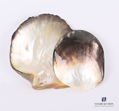 Ensemble de deux grandes nacres.

Long. :...