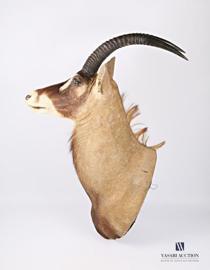 Tête en cape d'antilope rouanne dit antilope...