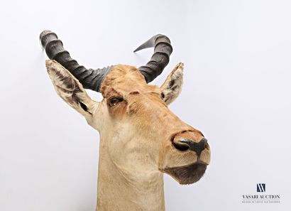 Tête en cape de bubale roux (Alcelaphus buselaphus;...