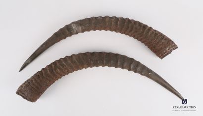 Paire de cornes d'antilope rouanne (Hippotragus...